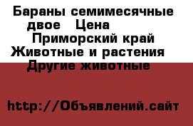 Бараны семимесячные двое › Цена ­ 4 500 - Приморский край Животные и растения » Другие животные   